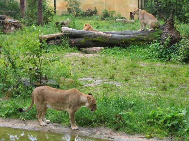 Rostockin eläintarha